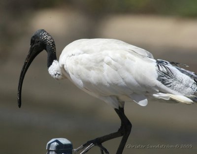 Australisk ibis