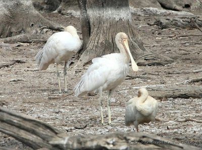 Yellow-billed Spoonbill