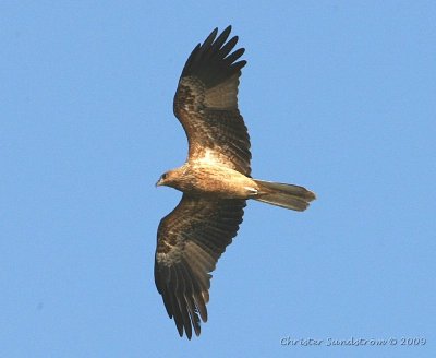 Whistling Kite