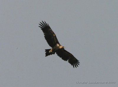 Wedge-tailed Eagle