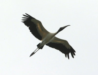 Amerikansk ibisstork