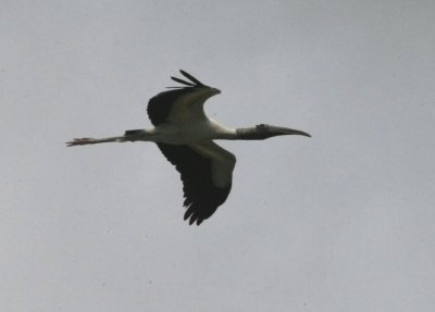 Amerikansk ibisstork
