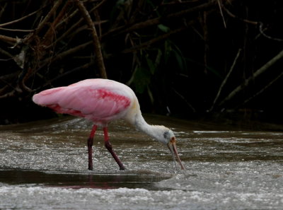 Rosenskedstork