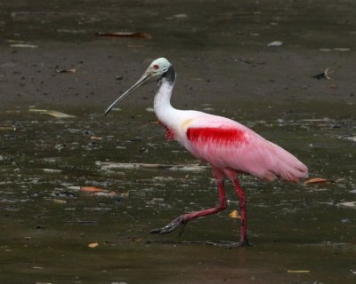 Birds and animals in Costa Rica