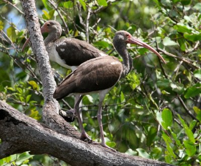 Vit ibis, juvenil