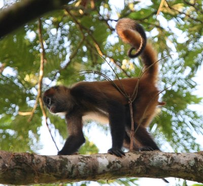 Mammals in Costa Rica