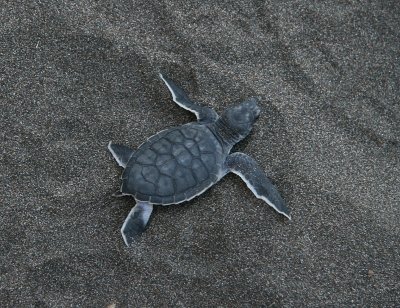Soppskldpadda