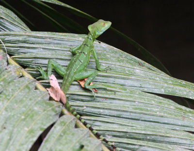 Common Basilisk