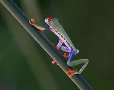 Amphibians in Costa Rica