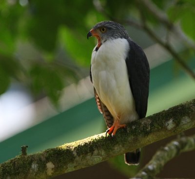 Semiplumbeous Hawk