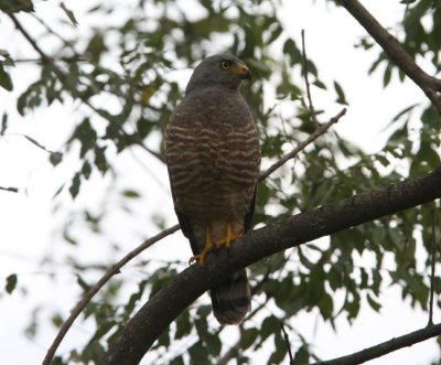 Roadside Hawk