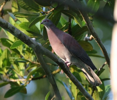 Pale-vented Pigeon