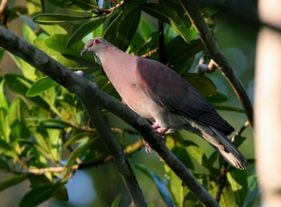 Pale-vented Pigeon