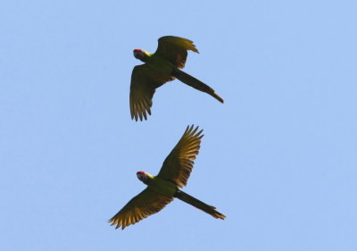 Great Green Macaw