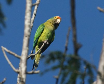 Orange-fronted Parakeet