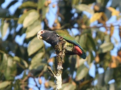 Vitpannad papegoja