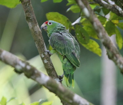 Red-lored Parrot autumnalis