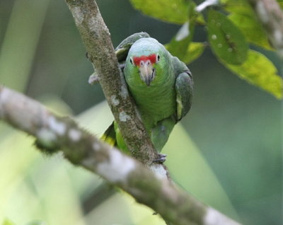 Red-lored Parrot autumnalis