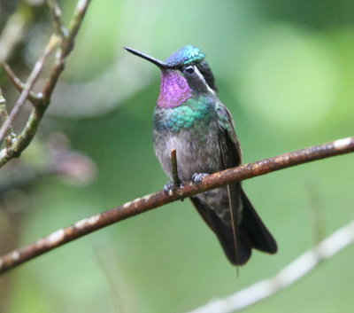 Purple-throated Mountain-Gem, male