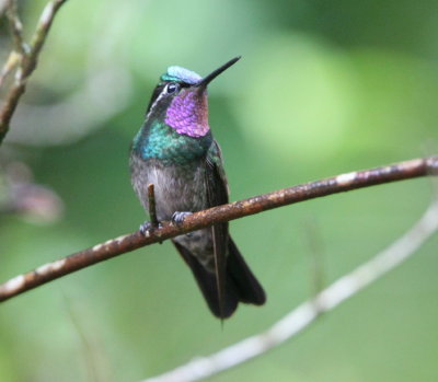 Purple-throated Mountain-Gem, male