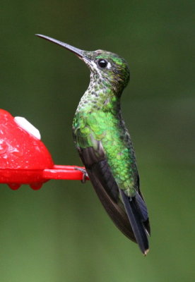 Green-crowned Brilliant , female