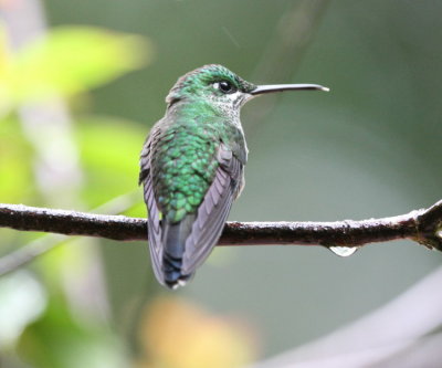 Green-crowned Brilliant , female