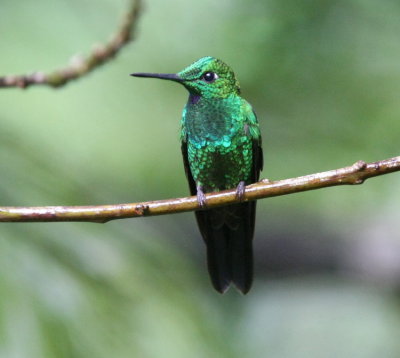 Green-crowned Brilliant , male