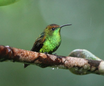 Coppery-headed Emerald , male