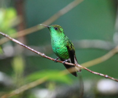 Coppery-headed Emerald , male