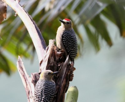 Hoffmann's Woodpecker , female and male