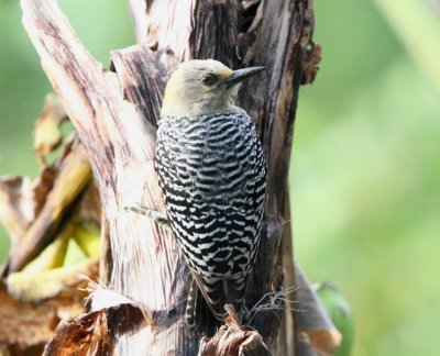 Hoffmann's Woodpecker , female