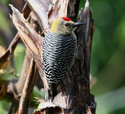 Hoffmann's Woodpecker , male