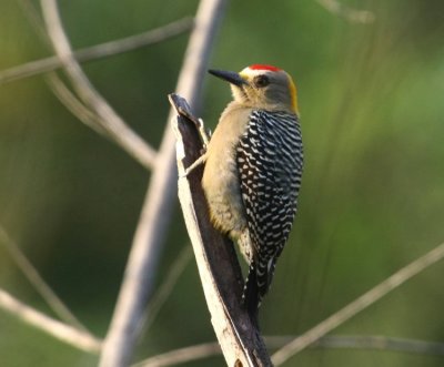 Hoffmann's Woodpecker , male