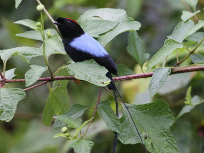 Long-tailed Manakin, male
