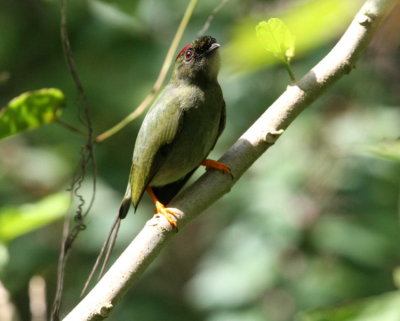 Long-tailed Manakin, juvenil