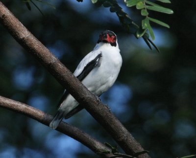 Masked Tityra costaricensis