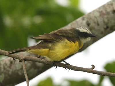 Social Flycatcher columbianus