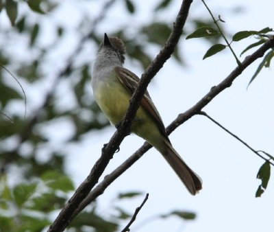 Nutting's Flycatcher