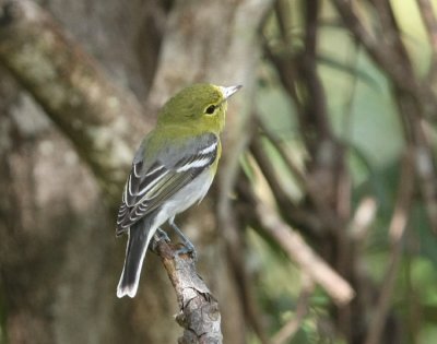 Gulstrupig vireo