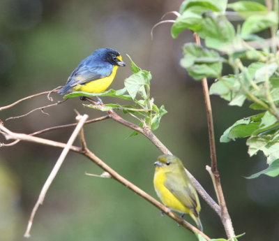 Yellow-throated Euphonia , male and female