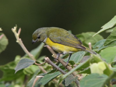 Yellow-throated Euphonia , female