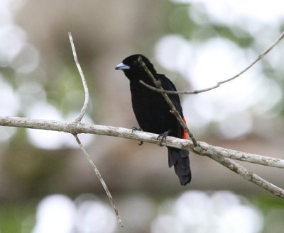 Scarlet-rumped Tanager , male