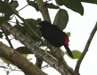 Scarlet-rumped Tanager , male