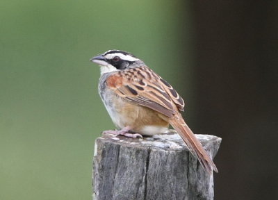 Stripe-headed Sparrow