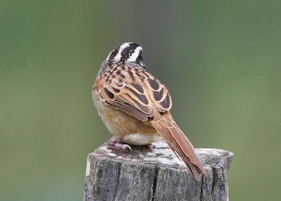 Stripe-headed Sparrow