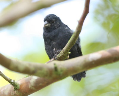 Variable Seedeater , male