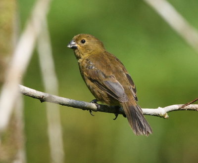 Variable Seedeater , female