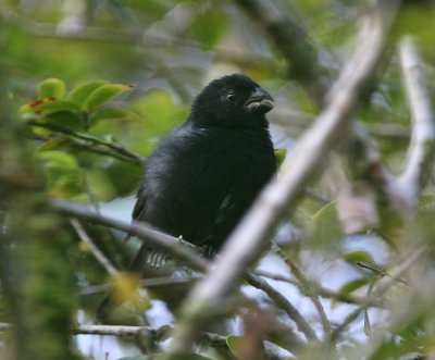 Variable Seedeater , male