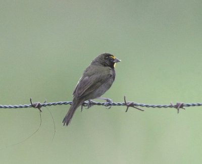 Yellow-faced Grassquit