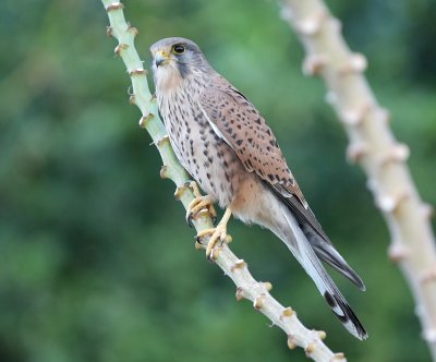 Tornfalk, ssp. canariensis